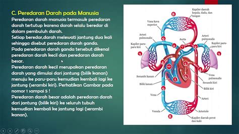 Sistem Peredaran Darah Manusia Youtube