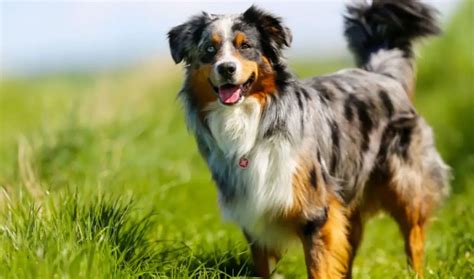 Pros And Cons Of Australian Shepherds Should You Get This Dog The