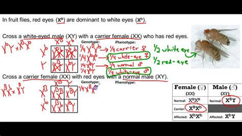 Target B12 Sex Linked Traits Practice Problems Youtube