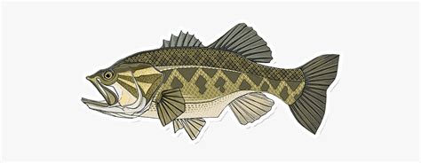 Smallmouth Bass Clipart 10 Free Cliparts Download Images On