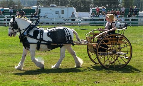 Artstation Clydesdale Horses With Cart Full Harness 110 Photos
