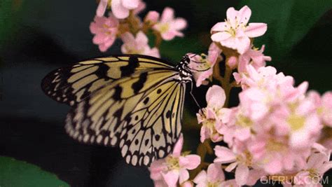 Beautiful Butterfly  Images Mk