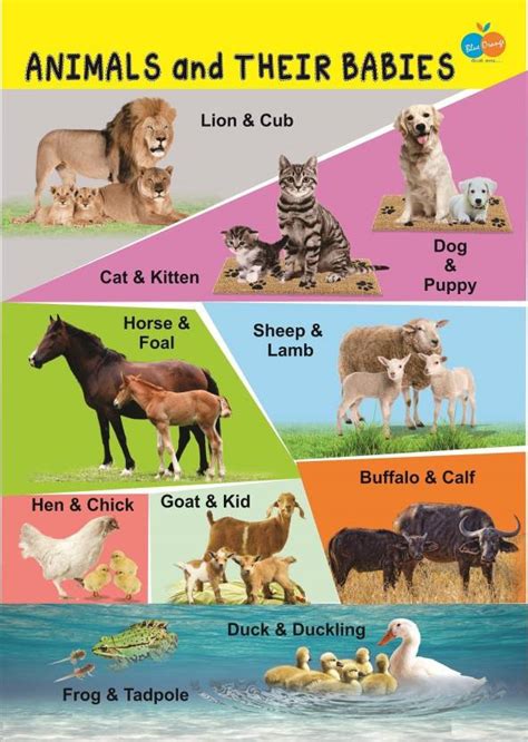 Animal And Their Babies Informative Poster For Kids Paper Print Animals