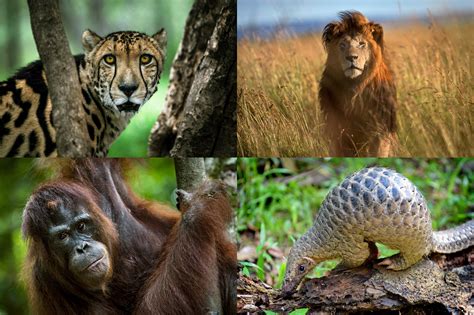 Endangered And Extinct Species Of Animals