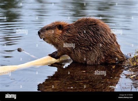 A Side View Of An Adult Beaver Stock Photo Alamy