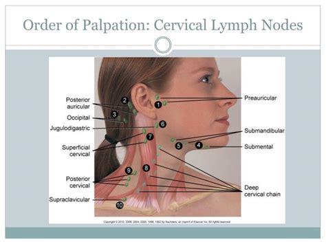 Ppt Lymphatic Assessment Powerpoint Presentation Id1937104