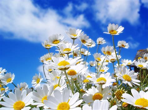 Beautiful Nature Pictures Spring Daisy Wallpaper