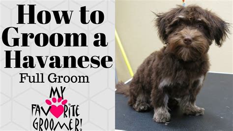 Online grooming is a term used broadly to describe the tactics abusers deploy through the internet to sexually exploit children. How to Groom a Havanese - YouTube