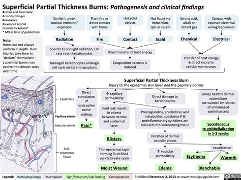 Superficial Partial Thickness Burns Pathogenesis And Clinical