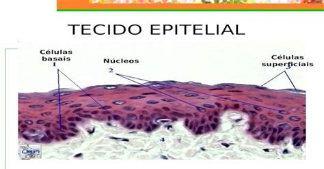 Ppt Tecido Epitelial Núcleos Células Superficiais Células Basais