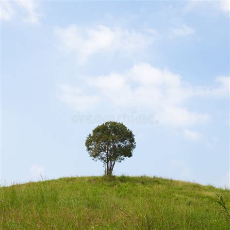 Single Tree On A Hill Stock Photo Image Of Single Green 49927890