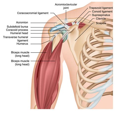 What Type Of Joint Is The Shoulder JOI Rehab And JOI