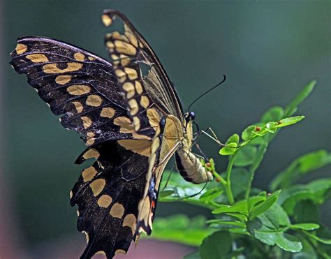 Swallowtail Laying Eggs Photograph By Larry Nieland Fine Art America
