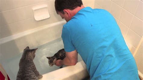 Cat Baths Youtube