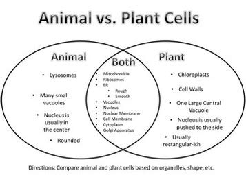 ^ those are the very common differences and similarities of the common cells Module 2 - Unit 1 - Cell Business