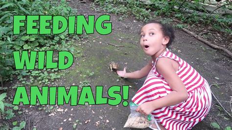 Feeding Wild Animals Youtube