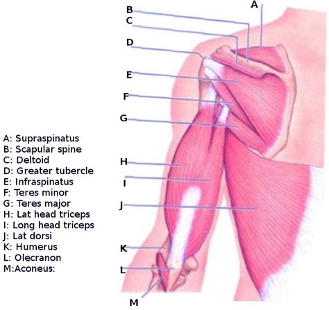 Anatomy Shoulder And Upper Limb Scapulohumeral Muscles Statpearls