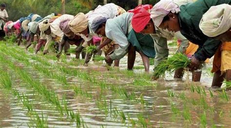 Iit Kharagpur Researchers Turn Farmers To Revolutionise Agriculture