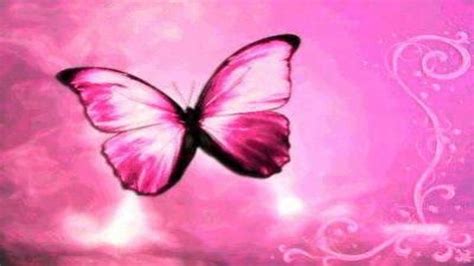 Pink Butterfly Wallpapers Top Free Pink Butterfly