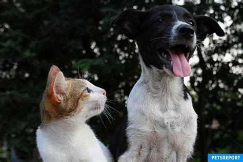 10 Dog Breeds For Cats Pets Report
