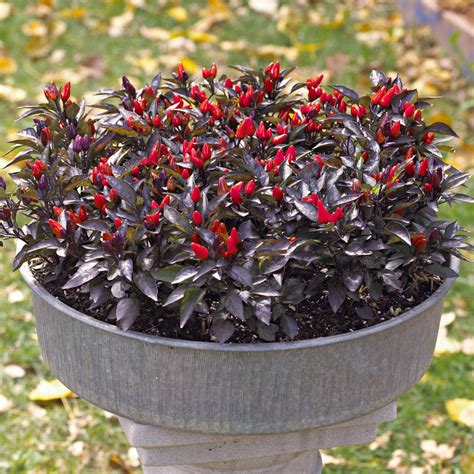 How To Plant And Grow Ornamental Pepper