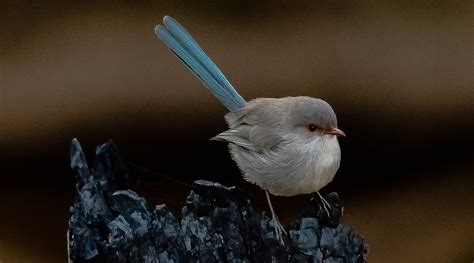 Splendid Fairy Wren Birdlife Australia