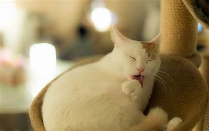 Cat Paw Licking Ear Wallpapers Cats Monodomo