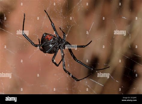 Southern Black Widow Latrodectus Mactans Stock Photo Alamy