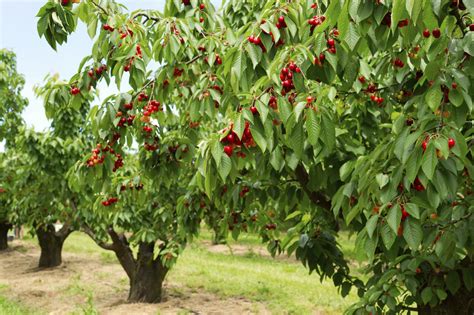 They provide the visual structure and the key elements of any landscape and are usually the first components to be planted, since they take longer than most other plants to become established and fulfill their role. Cherry Tree Types - What Are Some Common Varieties Of ...