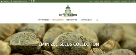 City Seeds Bank Review The Highest Crop