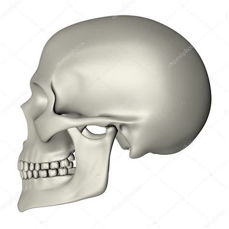 Human Skull Side View — Stock Photo © Pixbox 9998703