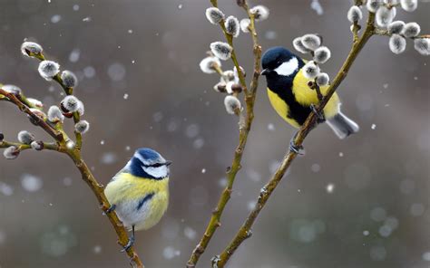 Blue Tit Northern Vosges Regional Nature Park 2021 Bing Hd Desktop