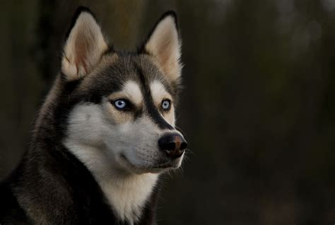 Download Husky Dog Animal Siberian Husky Hd Wallpaper