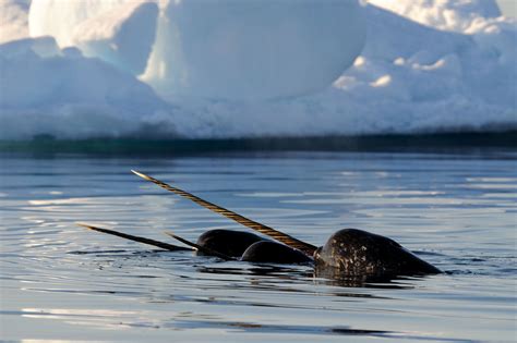 Pictures Of Narwhals Part 1