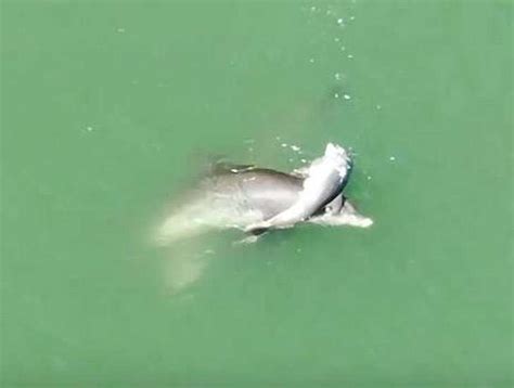 Delfín Lleva A Su Cría Muerta Por El Mar Para Despedirla Y Otros Delfines Se Le Unen Via Ritmo