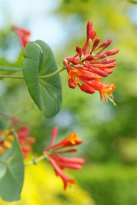 We did not find results for: Red perennial | Red perennials, Perennials, Flower bud