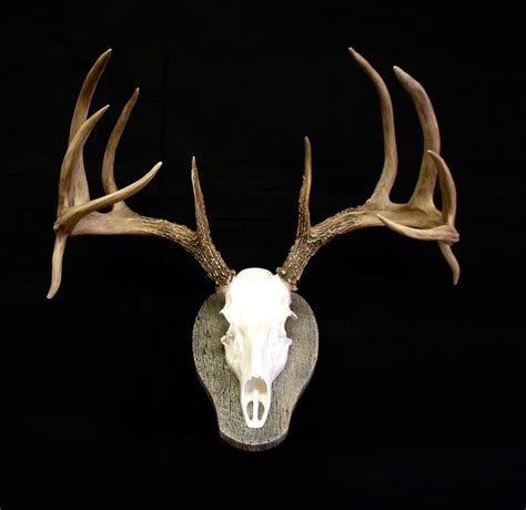 Huge Replica Whitetail Deer Skull And Antlers Barn By Replicaracks