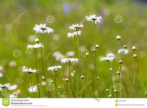 Wild Camomile Flowers Growing In Green Grass Abstract Floral Natural