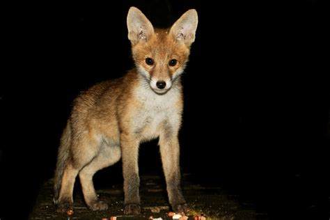 The Complete Fox Of The Day1905171705173645