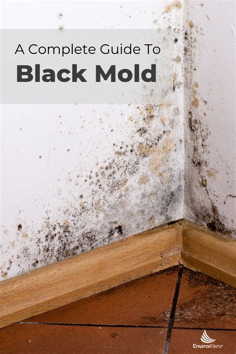 How To Identify Black Mold Vs Mildew