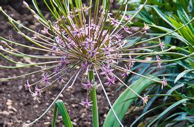 Nagyfejű Hagyma (Allium schubertii) gondozása, szaporítása (Schubert ...