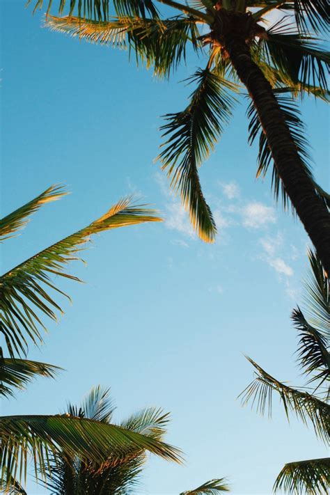 Hawaii Palms Iphone Wallpapers Top Free Hawaii Palms Iphone