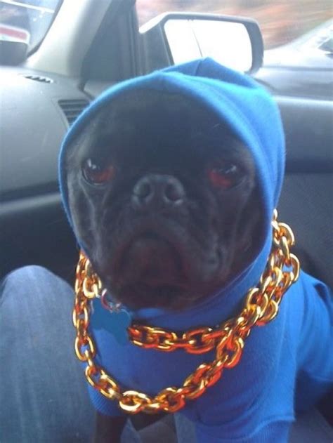 Gangster Pug Pug Pictures Funny Meme Pictures Cute Animal Pictures