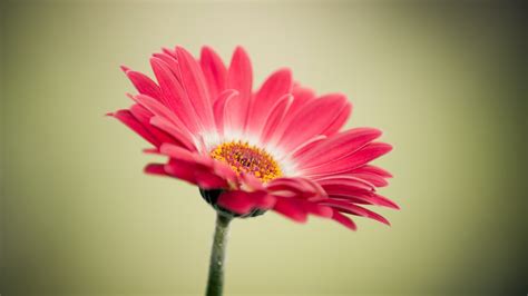 40 Beautiful Flower Wallpapers Free To Download
