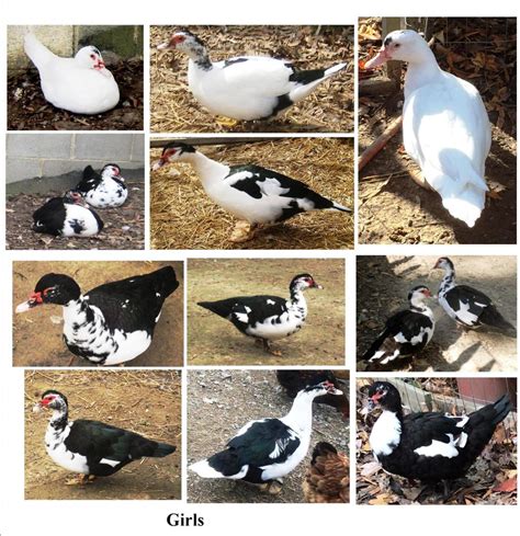 Fertile Muscovy Duck Hatching Eggs Rare Ripples And All Colors