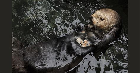 The Negative Impact Of Human Conflict On Sea Otters Celestialpets