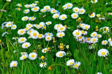 White Common Daisy Flowers Greens Grass Leaves Flowers Nature