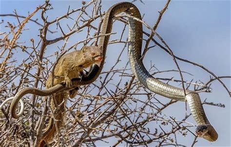 The Horror When The Mongoose Climbed Up The Tree To Attack The Most