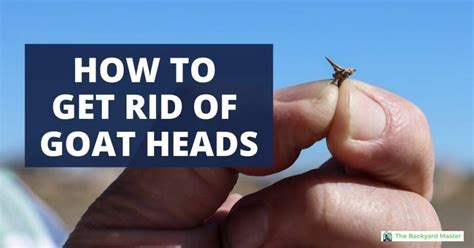 How To Get Rid Of Goat Heads A Diy Guide The Backyard Master Rocket Site