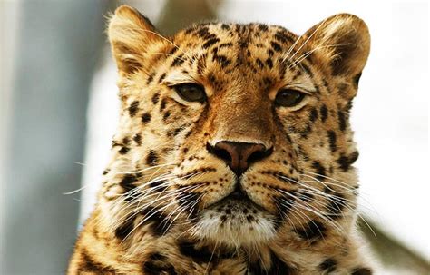 Por Qué El Leopardo Del Amur Está En Peligro De Extinción Sooluciona